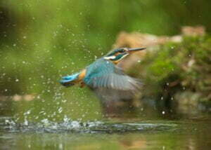 Kingfisher | Trent Rivers Trust