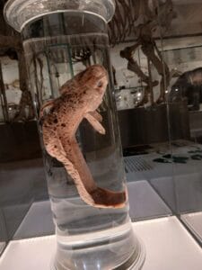 Burbot at the Cambridge natural history museum
